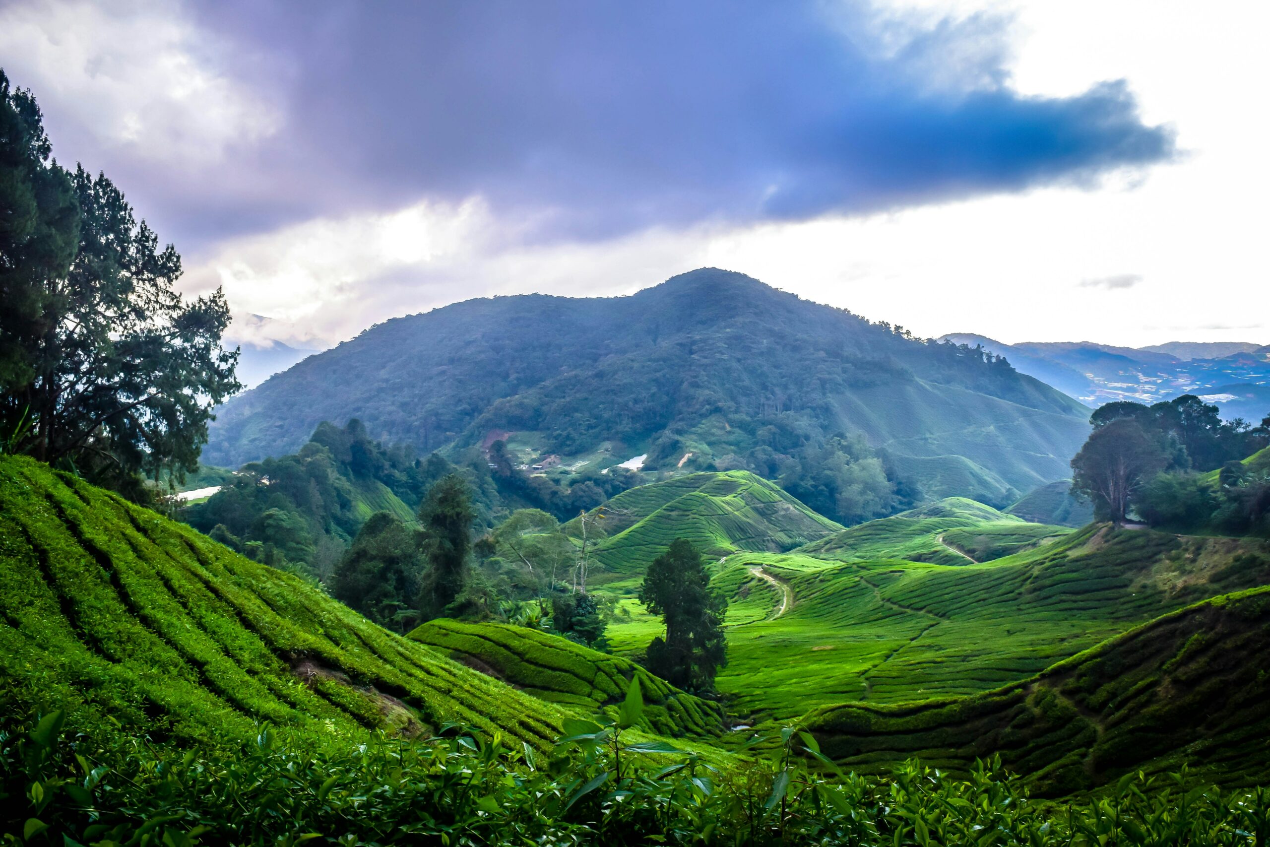 Image for Why everyone need to visit Cameron Highlands